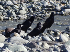 Corvus frugilegus