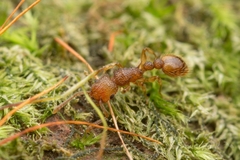 Tetramorium nipponense