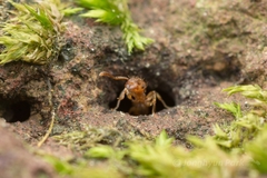 Tetramorium nipponense