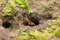 Tetramorium nipponense