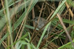 Laticilla cinerascens