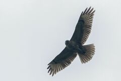 Buteo hemilasius