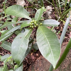 Psychotria manillensis