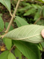 Callicarpa formosana formosana