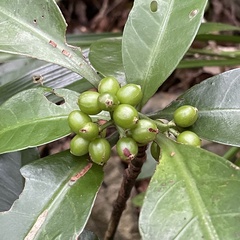Psychotria manillensis