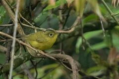 Phylloscopus whistleri