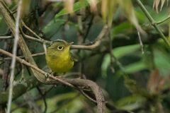 Phylloscopus whistleri