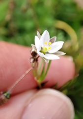 Spergula arvensis