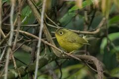 Phylloscopus whistleri