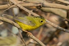 Phylloscopus whistleri