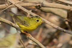 Phylloscopus whistleri