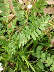 Spergula arvensis