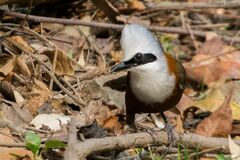 Garrulax leucolophus