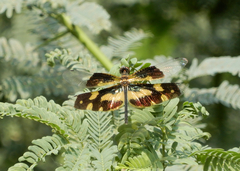 Rhyothemis variegata