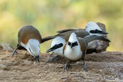 Garrulax leucolophus