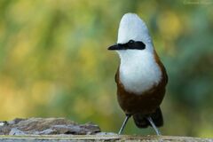 Garrulax leucolophus