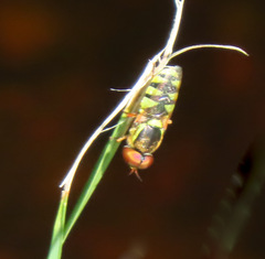 Odontomyia cincta