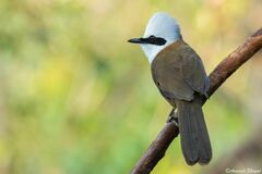 Garrulax leucolophus