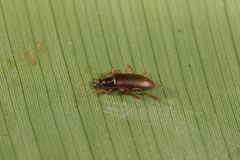 Statira