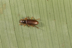 Statira