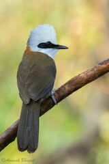 Garrulax leucolophus