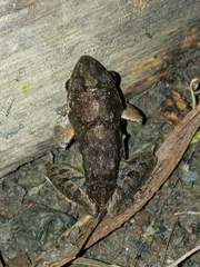 Limnonectes blythii