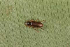 Statira