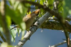 Yuhina bakeri