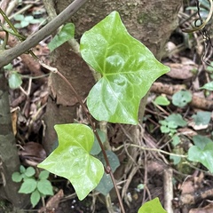 Hedera rhombea