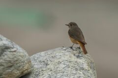 Phoenicurus erythrogastrus