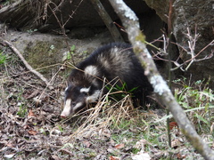 Arctonyx albogularis