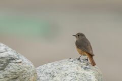 Phoenicurus erythrogastrus