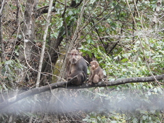 Macaca thibetana