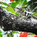 Burmese Mountain Agamid - Photo (c) Ingkayut Sa-ar, some rights reserved (CC BY-NC), uploaded by Ingkayut Sa-ar