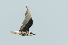 Chlidonias leucopterus