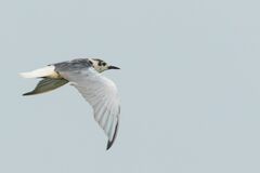 Chlidonias leucopterus