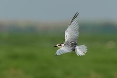 Chlidonias leucopterus