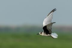 Chlidonias leucopterus