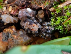 Arctosa perita