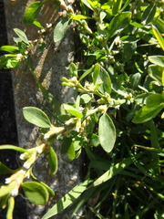 Polygonum arenastrum