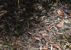 Dianella nervosa