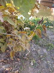 Morus nigra