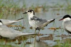 Chlidonias leucopterus