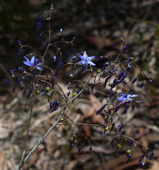Dianella nervosa