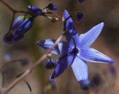 Dianella nervosa