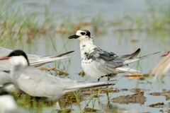 Chlidonias leucopterus