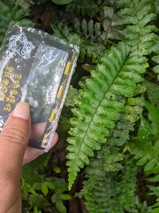 Hymenasplenium apogamum