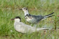 Chlidonias leucopterus