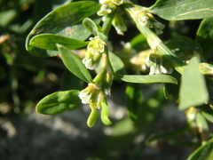 Polygonum arenastrum