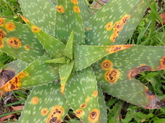 Uromyces aloes